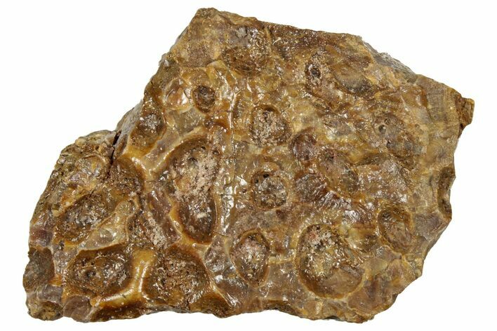 Triassic Temnospondyl (Primitive Amphibian) Scute Section - Texas #315810
